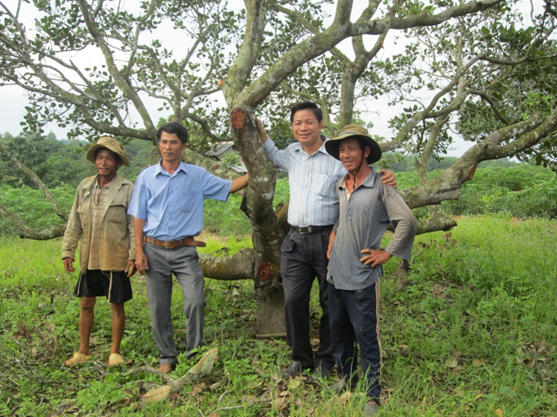 Cashew production in india