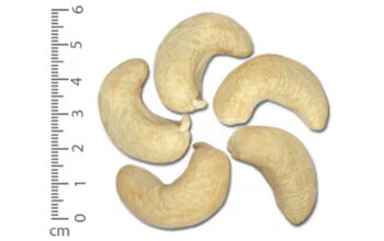 What Is Cashew Nut W160? How to Distinguish It Other Types of Cashews