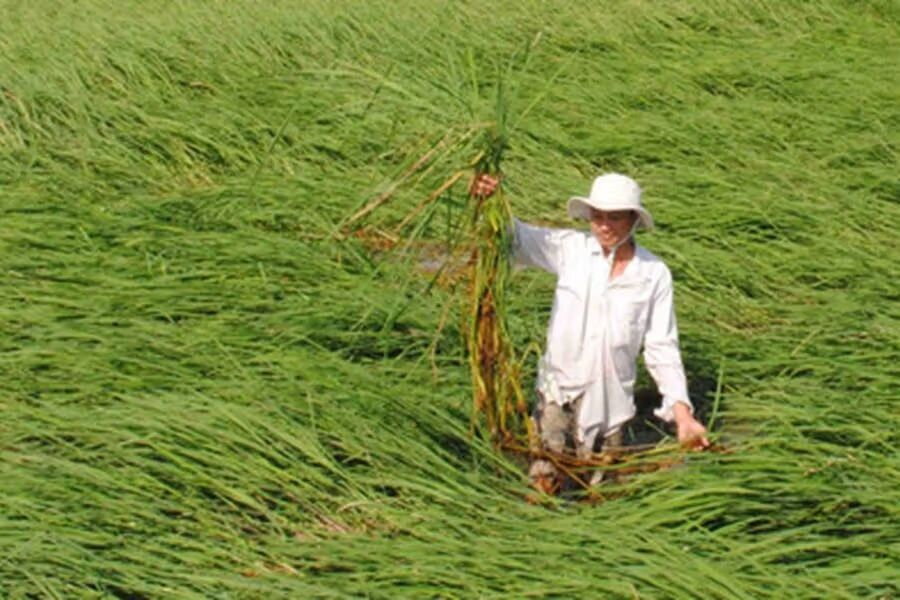 Gạo Lúa Mùa Nổi Là Gì? So Sánh Với Các Loại Gạo Khác